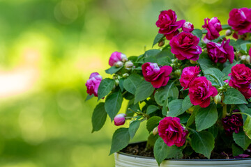 Red double blooms of the Impatiens walleriana, sultana aslo known as balsam growing in white pot as...