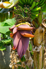 Banana blossom and unripe bananas growing on tree