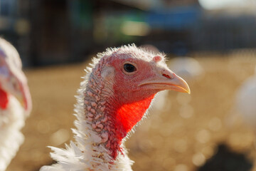 Turkey wandering freely on a farm during a sunny day, showcasing its distinctive features and natural habitat