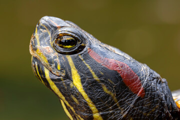 details of the turtle's head