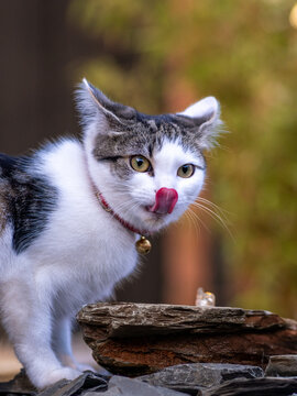 cat in the garden
