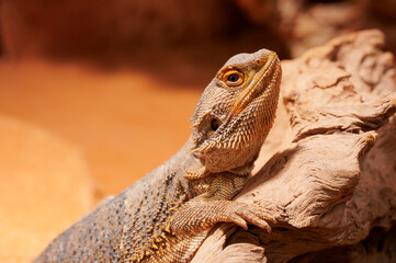 Bearded dragon basking on a branch in a warm habitat setting