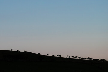Evening Silhouettes of Trees on a Gentle Ridge Beneath a Soft Sky