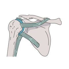 Anatomical illustration of the human shoulder joint, highlighting ligaments and musculature for medical education