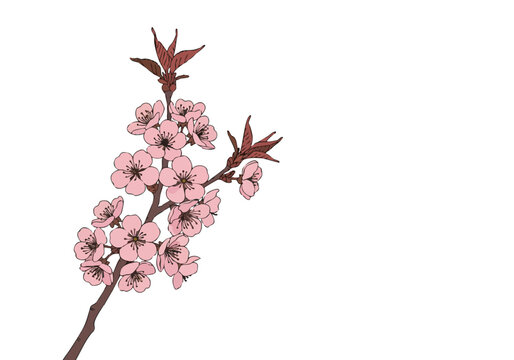 delicate branch of pink cherry blossoms with new leaves set against a soft teal background -Life Beauty Bloom- text overlay Elegant botanical illustration perfect for lifestyle and wellness branding