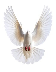 Obraz premium White dove in flight