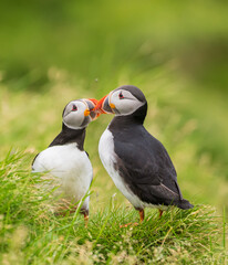 atlantic puffin birds kissing with beak