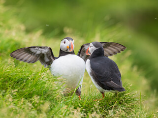 atlantic puffin or common puffin