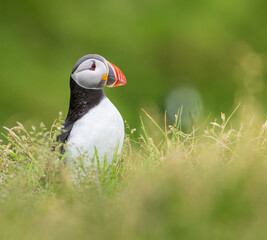 Naklejka premium atlantic puffin in iceland