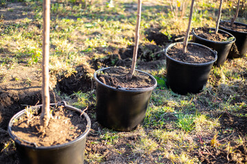 A row of newly planted young trees in black pots lined up in a garden. Garden nursery