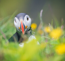 puffin among wildflowers