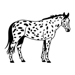 Appaloosa Horse