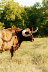 Texas longhorn cattle grazing in a Kansas pasture at sunset, showcasing their iconic wide horns and rustic beauty in a natural farm setting.