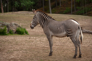 zebra in the zoo