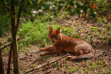 Obraz premium dog Dingo