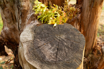 Macro shot of a tree stump with colorful maple seeds sprouting from a crack in the trunk. The old wood rings and deep cracks contrast with the vibrant new growth.