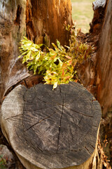 Vertical composition of maple seeds growing from a tree hollow. The green and red hues of the seeds...