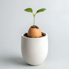 Plant Growing from Eggshell in Minimal Pot