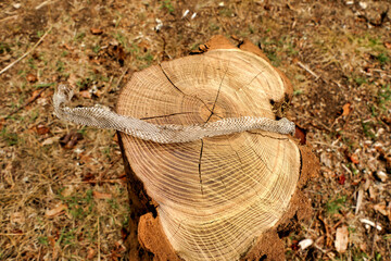Shed skin of a European Whip Snake (Hierophis viridiflavus) discovered in an acacia log pile
