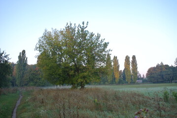 foggy autumn field at sunrise