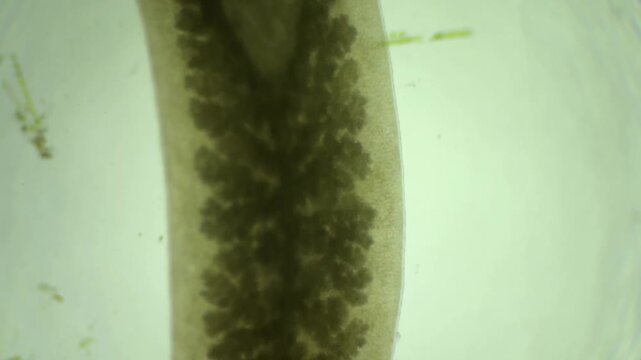 Planarian under the microscope at 40x Magnification