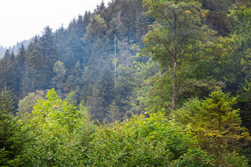pine forest in the mountains