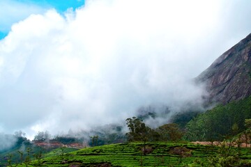 Scenic view of lush green tea plantations in the hills, partially covered by drifting clouds, mist,...