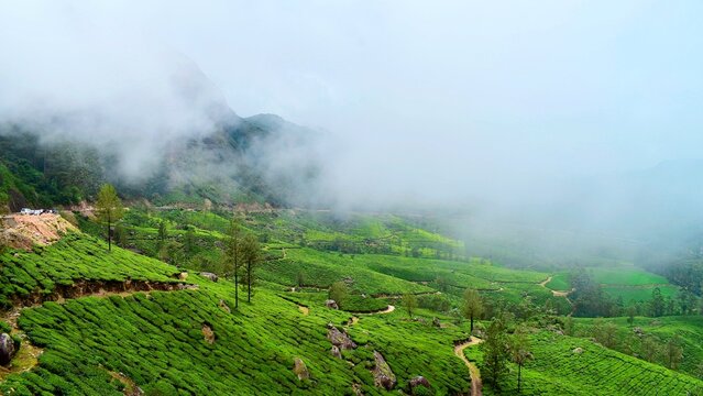 Scenic view of lush green tea plantations in the hills, partially covered by drifting clouds, mist, with rocky mountain slopes in background, creating serene and refreshing landscape in munnar, kerala