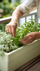Senior Caucasian person tending herbs in urban garden on balcony  