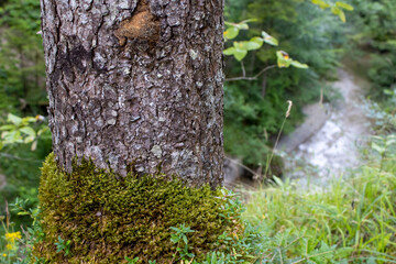 moss on tree