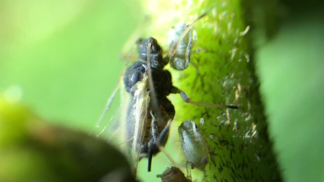 Aphid under optical microscope at 40x magnification
