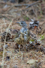 A speckled mistle thrush bird stands camouflaged among dry grass, pine cones, and forest debris, blending seamlessly into its serene woodland habitat.