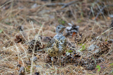 A speckled mistle thrush bird stands camouflaged among dry grass, pine cones, and forest debris, blending seamlessly into its serene woodland habitat.