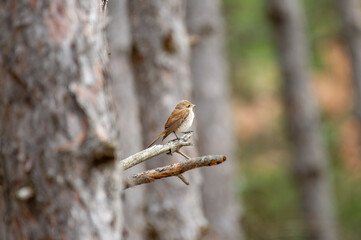 a red-backed shrike rests quietly on a forest branch, surrounded by blurred tree trunks and soft foliage that evoke a serene woodland atmosphere.