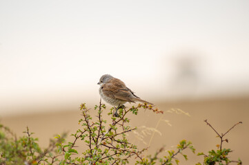A small brown and gray red-backed shrike bird with a light underbelly perches gracefully on a bush branch, its delicate feathers sharply defined against a softly blurred natural background.