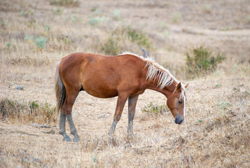 A brown horse with a light mane and tail stands quietly in a dry, grassy field, gazing downward...