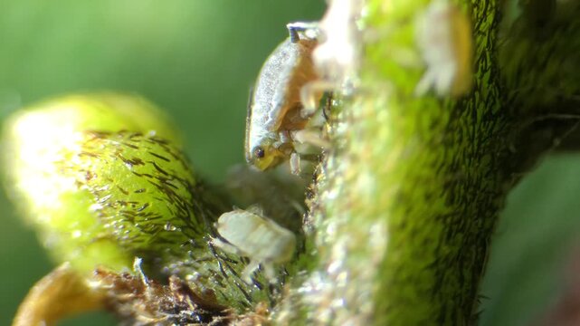 Aphid under optical microscope at 40x magnification
