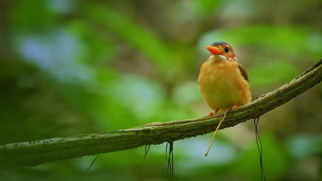 Sulawesi dwarf kingfisher Ceyx fallax ruddy bird in Alcedinidae endemic to Sulawesi, also Celebes forest or Blue-crowned or Celebes dwarf-kingfisher, and Celebes pygmy-kingfisher.