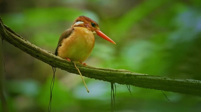 Sulawesi dwarf kingfisher Ceyx fallax ruddy bird in Alcedinidae endemic to Sulawesi, also Celebes forest or Blue-crowned or Celebes dwarf-kingfisher, and Celebes pygmy-kingfisher.