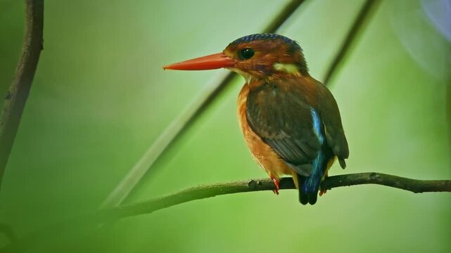 Sulawesi dwarf kingfisher Ceyx fallax ruddy bird in Alcedinidae endemic to Sulawesi, also Celebes forest or Blue-crowned or Celebes dwarf-kingfisher, and Celebes pygmy-kingfisher.