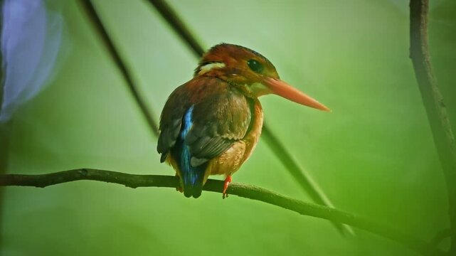 Sulawesi dwarf kingfisher Ceyx fallax ruddy bird in Alcedinidae endemic to Sulawesi, also Celebes forest or Blue-crowned or Celebes dwarf-kingfisher, and Celebes pygmy-kingfisher.