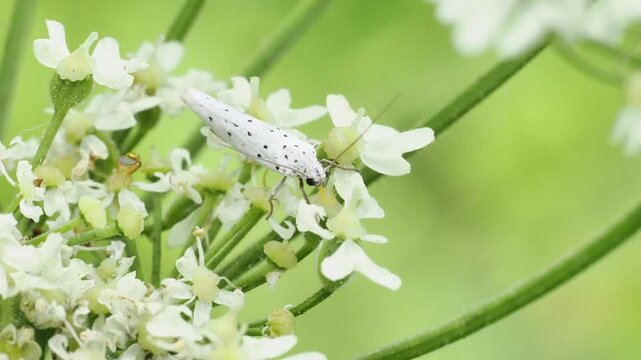 &Eacute;caille grise (Pelosia muscerda) pos&eacute;e sur une ombellif&egrave;re en Bourgogne, d&eacute;partement de l&rsquo;Yonne