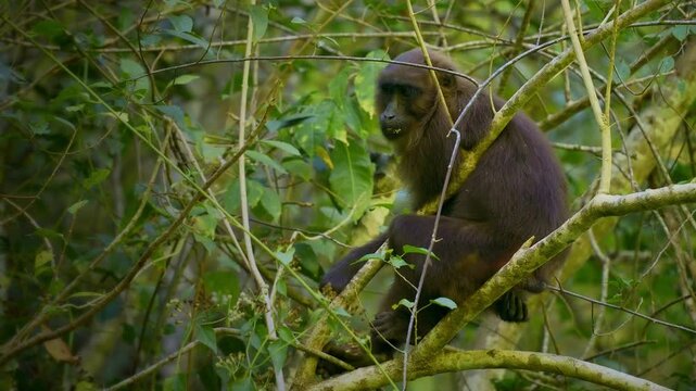 Moor macaque Macaca maura monkey with brown black body fur with a pale rump patch and pink bare skin on the rump, eats rice, figs, bamboo seeds, buds, invertebrates and cereals in tropical rainforest.