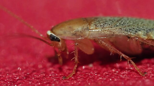 Planuncus tingitanus s.l. (Orthoptera) observ&eacute; en Bourgogne, d&eacute;partement de l&rsquo;Yonne, gros plan macro naturaliste