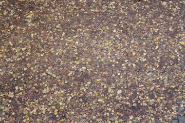 close up of dried coriander seeds