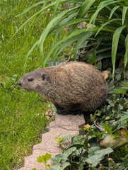 groundhog in backyard