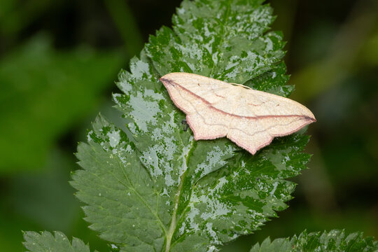 Ein Ampferspanner (Timandra comae) sitzt auf einem Blatt