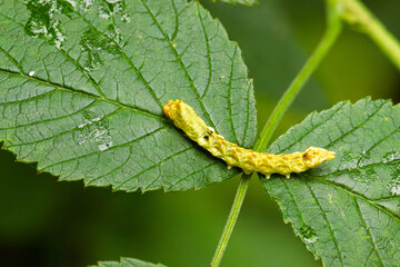 Raupe des  Rosen-Eulenspinner (Thyatira batis)