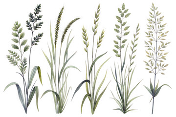 Obraz premium Collection of various wild grass species with detailed seed heads isolated on transparent background