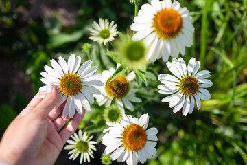 Gardener admires white echinacea purpurea blooming in summer garden. Woman enjoys coneflowers from above. Top view